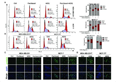 | ADQ and paclitaxel induce breast cancer cell cycle arrest at the G2/M... | Download Scientific ...