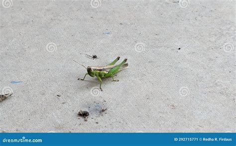 Rice Grasshoppers Or Melanoplinae Grasshoppers Are Often Considered Pests By Farmers Stock Image