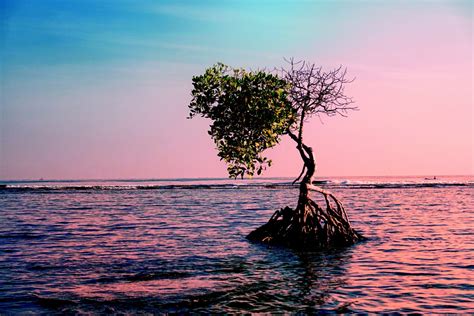 Free Images Beach Landscape Sea Coast Tree Nature Ocean