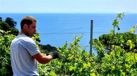 Sull Isola Di Gorgona Il Carcere Dove Si Fa Vino E Agricoltura