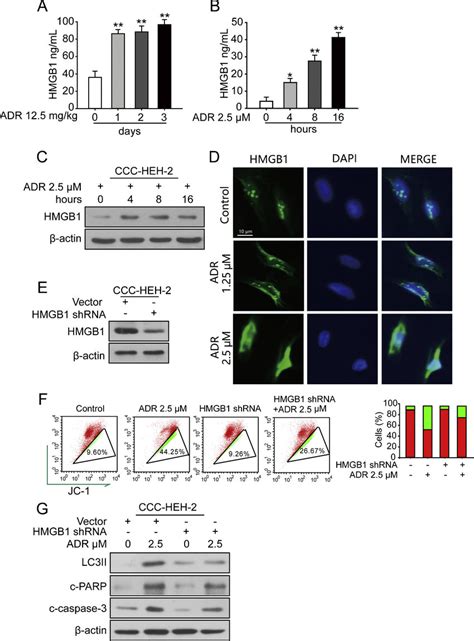 Hmgb1 Contributed To Autophagy Associated Cardiotoxicity Of Adriamycin