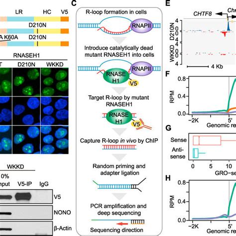 Genome Wide R Loop Profiling By Strand Specific R Chip A Design Of