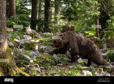 Brown Bear Ursus Arctos Large Popular Mammal From European Forests