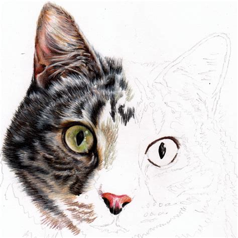 Original drawing of a cat - Grumpy Cat drawing - Cat drawing made with ...