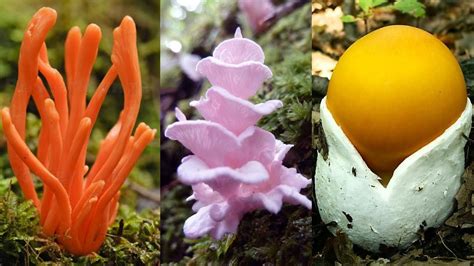 Most Beautiful Mushrooms