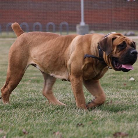 Exotics Bonnie Boerboel Breeders Boerboel Puppies For Sale