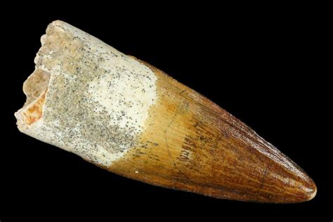 194 Real Spinosaurus Tooth Excellent Enamel And Tip 131075 For