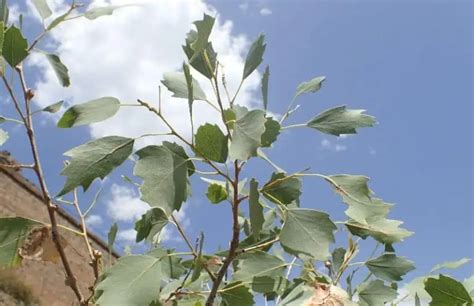 12 Different Types of Poplar Trees & Their Identifying Features