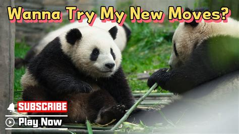 Panda BillboardEpisode 324 Baby Pandas Stop Your Kung Fu Practice