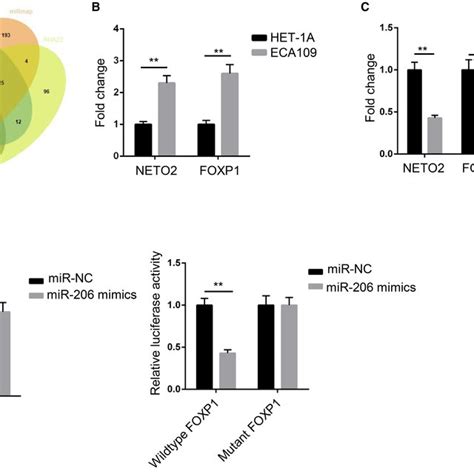 Neto And Foxp Were Downstream Target Genes Of Mir A Venn