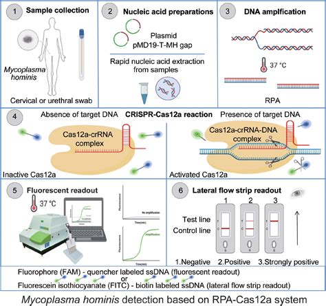 Frontiers Development Of A Rpa Crispr Cas12a Assay For Rapid Simple