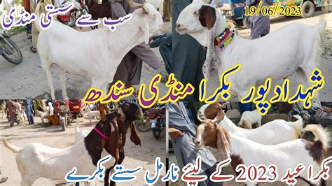 Shahdadpur Bakra Mandi Latest Update Today 2023 Eid Bakra Eid