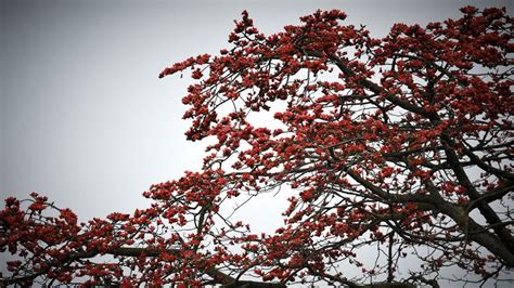 Des Fleurs De Kapokier Rouges Comme Le Feu