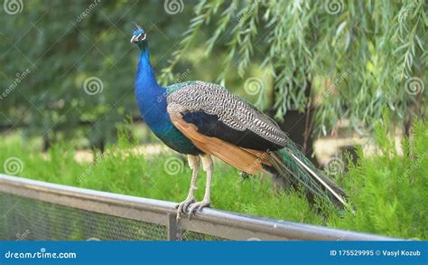 Peacock Stands On The Fence Stock Video Video Of Park Natural 175529995