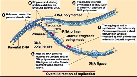 Okazaki Fragments Ligase