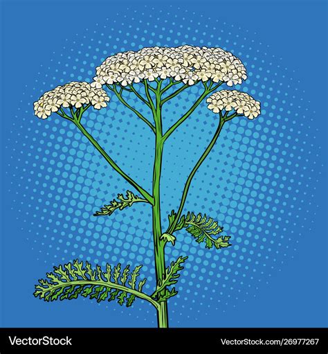 Yarrow Milfoil Flower Medicinal Plant Achillea Vector Image