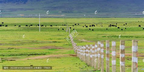 甘孜理塘高原草原牧场牦牛群高原平原自然风景摄影素材汇图网