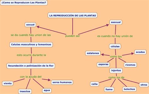 CIENCIAS NATURALES ESQUEMAS REPRODUCCIÓN Y NUTRICIÓN DE LAS PLANTAS