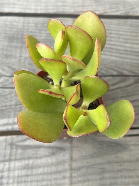 Crassula Ovata Obliqua Jade Plant Live Succulent Potted Plants