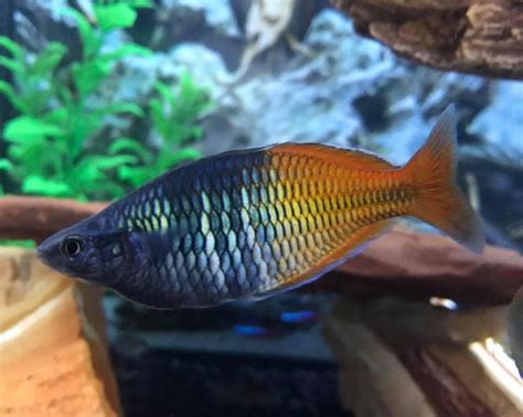 Boesemani Rainbowfish Melanotaenia Boesemani Shop Imperial Tropicals