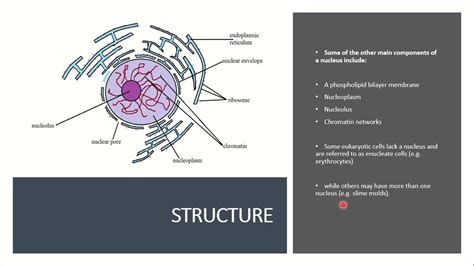 Nucleus Function - Nesha Review