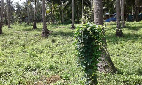 Agricultural Land Cent For Sale In Razole East Godavari Rei