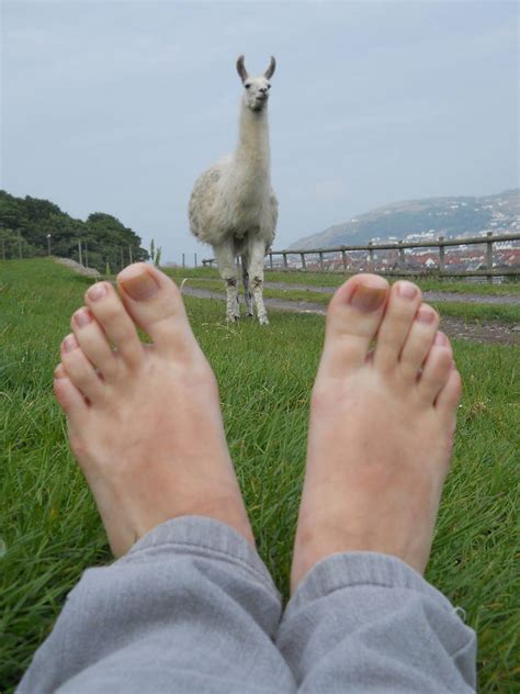 Feet And Llama By Foxy Feet On Deviantart