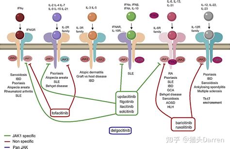 一文掌握jak抑制剂研发进展 知乎