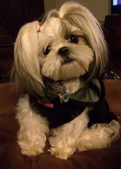 Top Popular Shih Tzu Haircuts Pictures Page Of The Paws