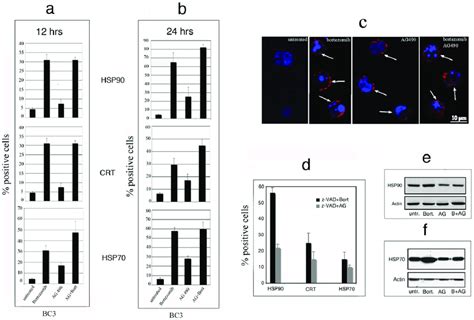 Bortezomib And Ag 490 Induce Immunogenic Bc3 Cell Death Induction Of