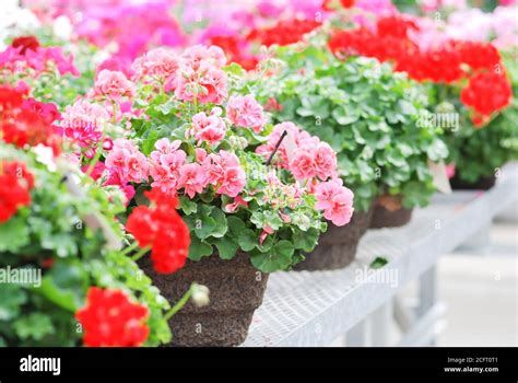 Mixed colors of impatiens flowers hi-res stock photography and images ...