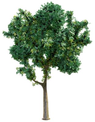 Realistic Tree PNGs for Free Download