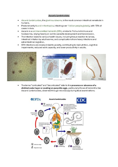 Roundworms STH Ascaris Lumbricoides Ascaris Lumbricoides The Giant