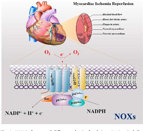 Figure 2 From Reactive Oxygen Species Based Nanomaterials For The Treatment Of Myocardial