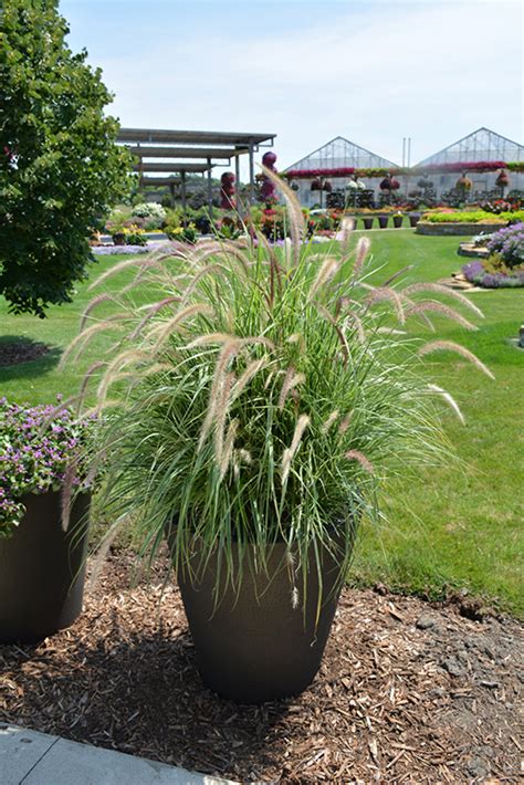 Sky Rocket Fountain Grass Pennisetum Setaceum Sky Rocket In Denver