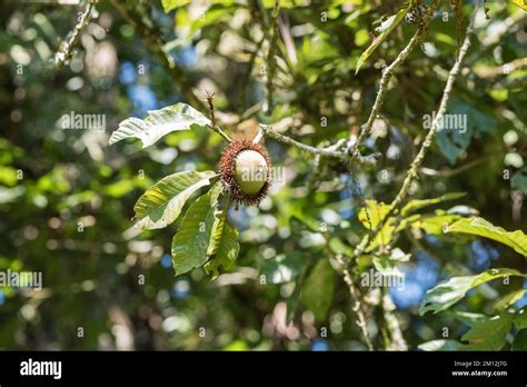 Acorn Of The Tropical White Oak Quercus Insignis This Oak Produces