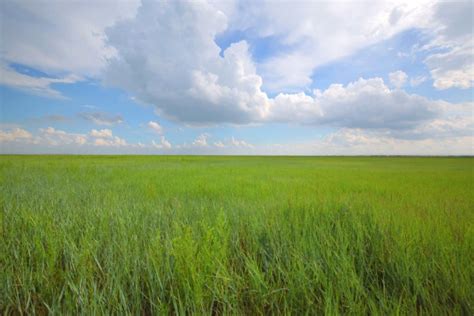 已完成70！吉林省全力推进草原有害生物普查 中国吉林网