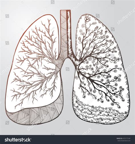 Human Lungs Respiratory System Healthy Lungs Royalty Free Stock