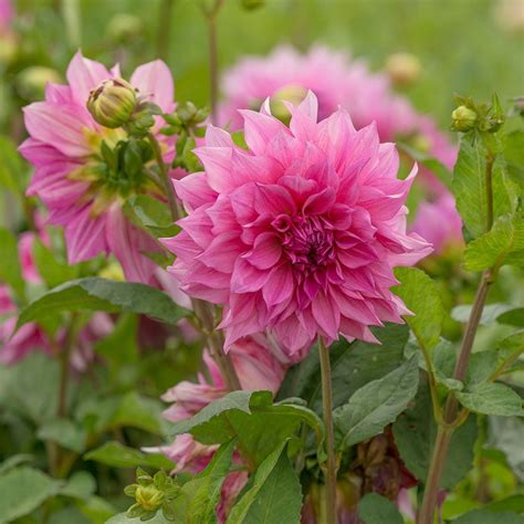 Dahlia Café Au Lait Rosé White Flower Farm