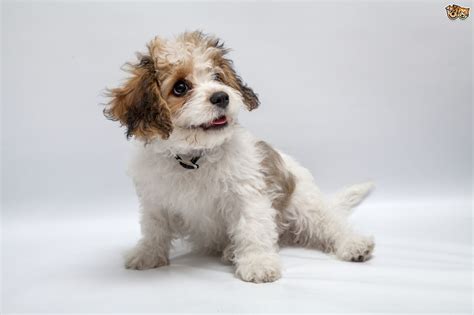 Cavachon Dog Breed Facts Highlights And Buying Advice Pets4homes