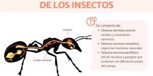 Por Qu Los Insectos Van A La Luz Desc Brelo