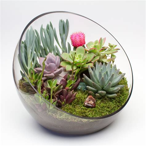 Terrário de Suculentas Como Fazer 80 Modelos para se Inspirar