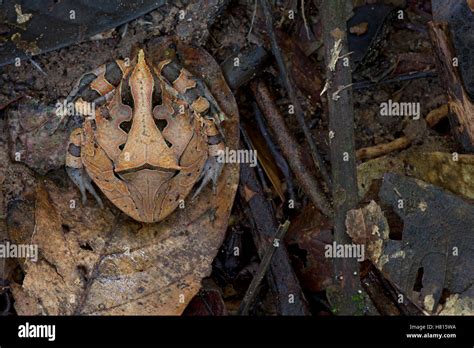 Amazon Horned Frog Ceratophrys Cornuta Camouflaged On Leaf