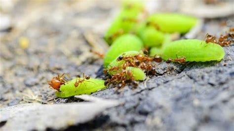 Heres How To Get Rid Of Fire Ants Fast