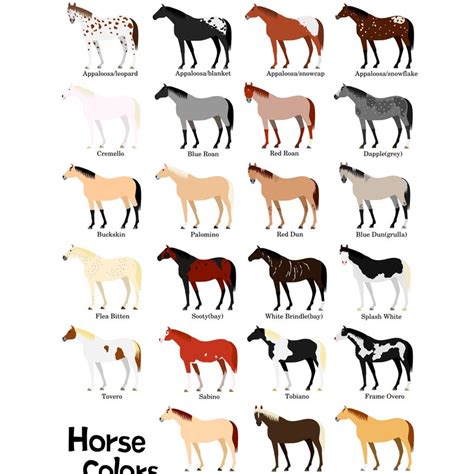 horse breed chart etsy