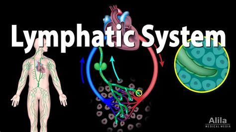 The Lymphatic System Overview Animation Youtube