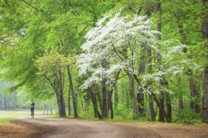 Palestine Texas, Where the Dogwoods Bloom - Texas Hotel and Lodging