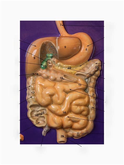 Digestive System Plaque Diagram Quizlet