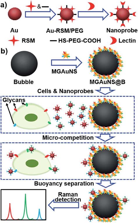 Schematic Illustration Of A Synthesis Of Nanoprobes And B