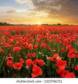 Beautiful Poppy Field Sunset Stock Photo 1923732860 | Shutterstock